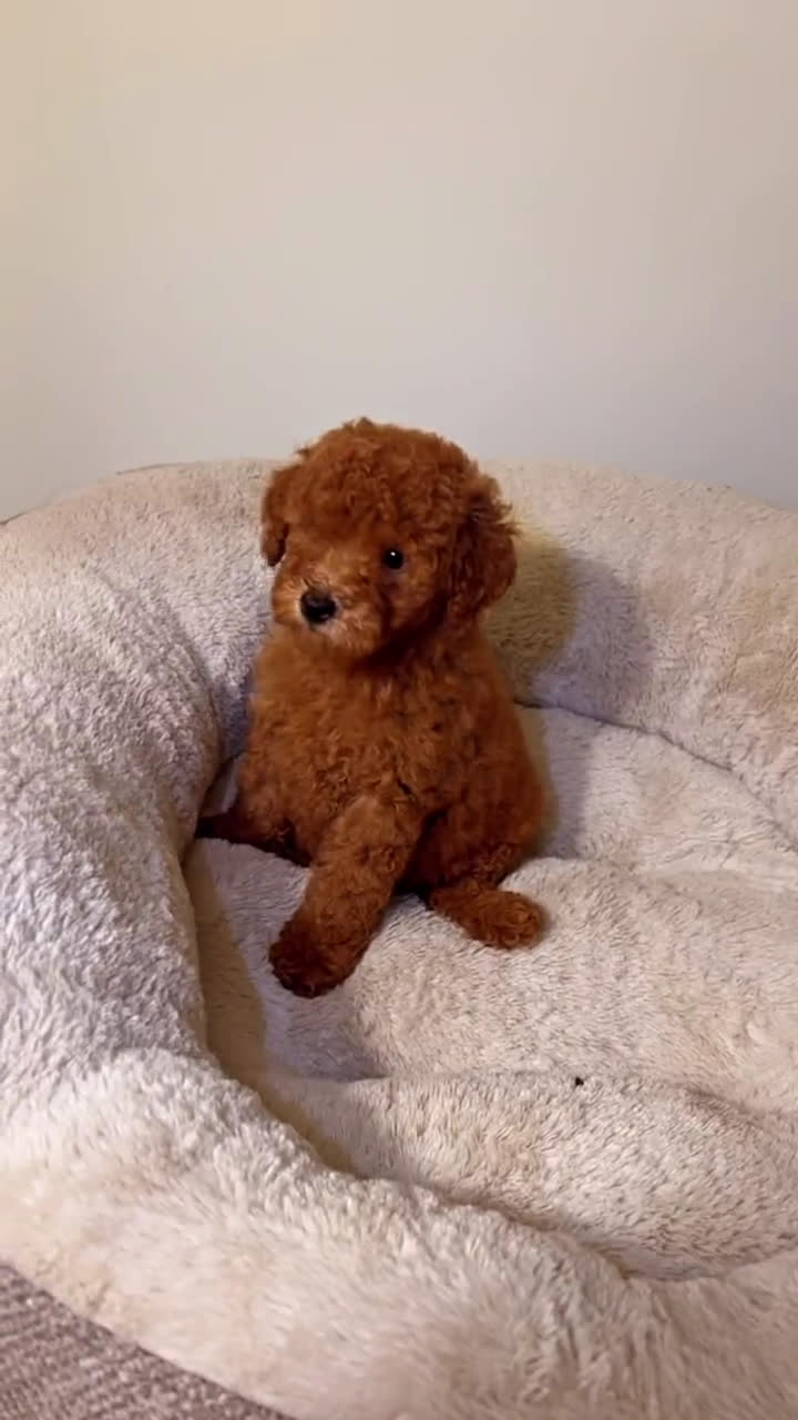 Toy Poodle dogs for sale: Toy Poodle 2 puppies - Video 2