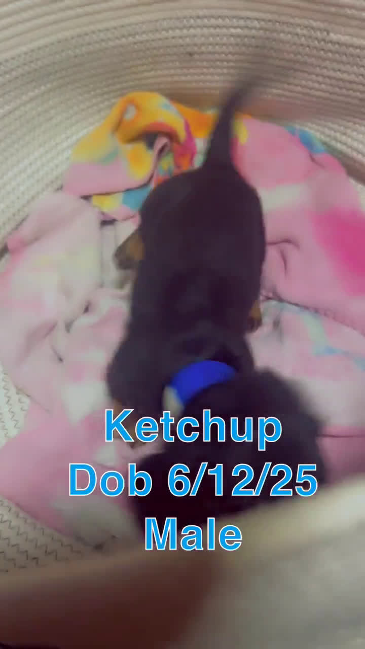 Miniature Dachshund dogs for sale: Miniature Dachshund 3 puppies - Video 5