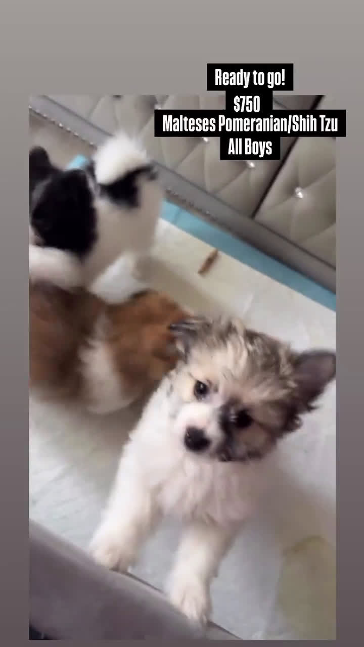 Pomeranian dogs for sale: Pomeranian 4 puppies - Video 1