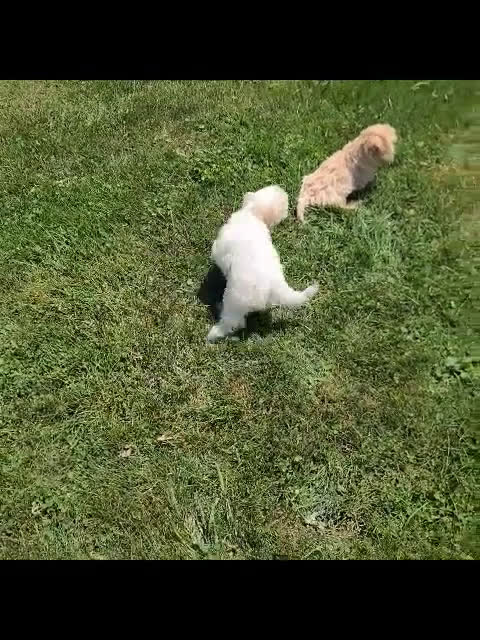 Maltipoo dogs for sale: Maltipoo 2 puppies - Video 2