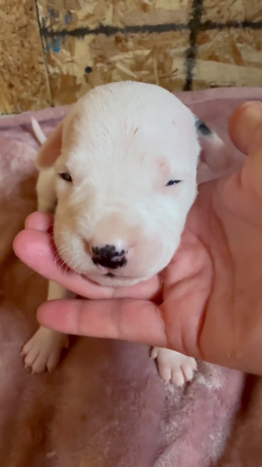  dogs for sale: Dogo Argentino 7 puppies - Video 2