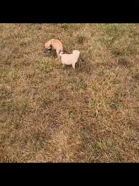 Pug dogs for sale: Pug 2 puppies - Video 1