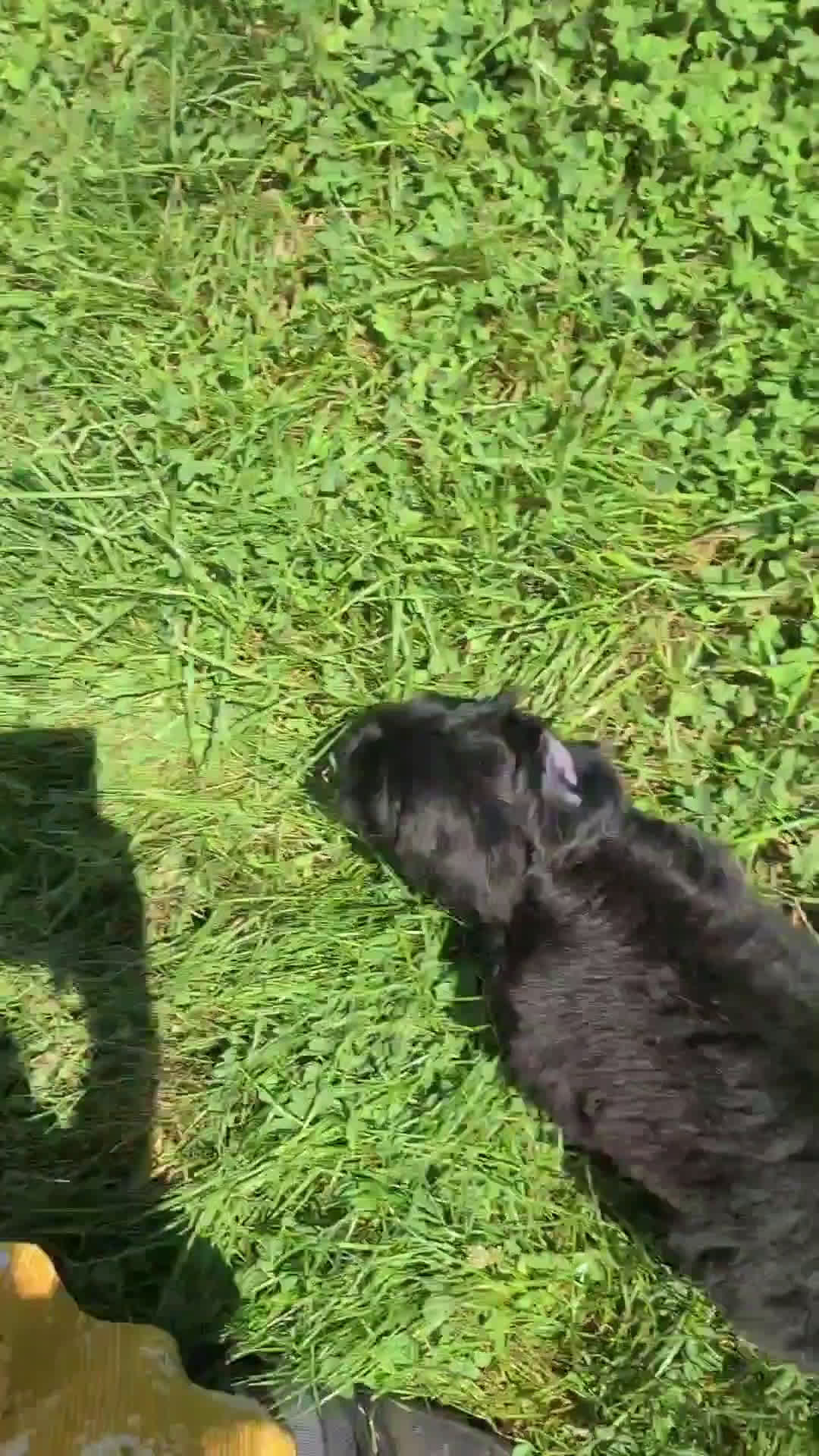Portuguese Water Dog dogs for sale: Portuguese Water Dog 5 puppies - Video 1