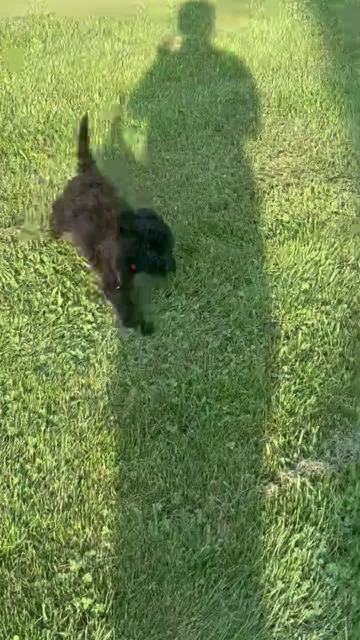 Standard Poodle dogs for sale: Standard Poodle 8 puppies - Video 2