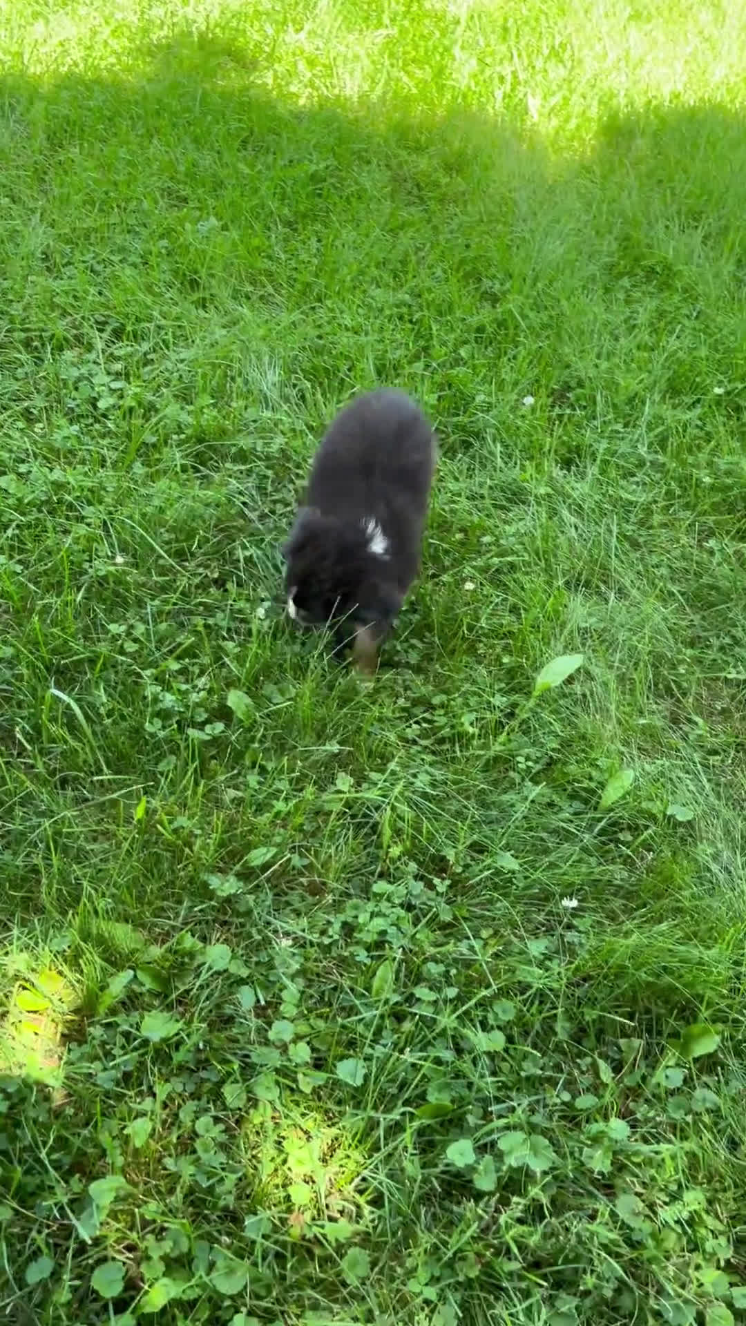 Miniature Australian Shepherd dogs for sale: Miniature Australian Shepherd 4 puppies - Video 3
