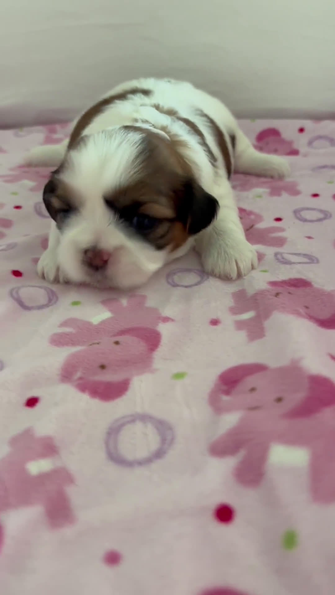 Teddy Bear dogs for sale: Teddy Bear 3 puppies - Video 2