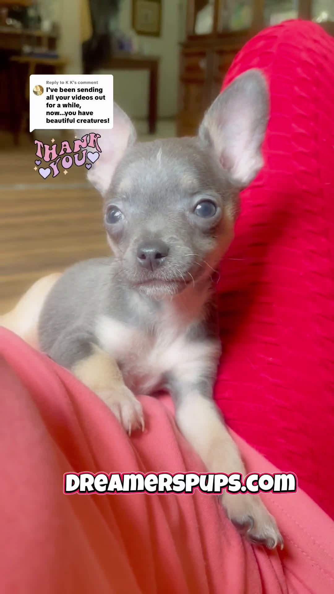 Chihuahua dogs for sale: Chihuahua 1 puppies - Video 1
