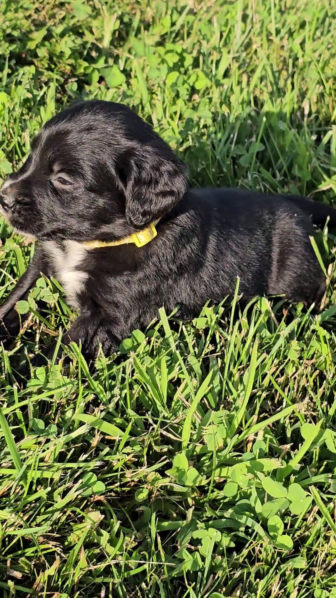 Bernese Mountain Dog dogs for sale: Bernese Mountain Dog 8 puppies - Video 1