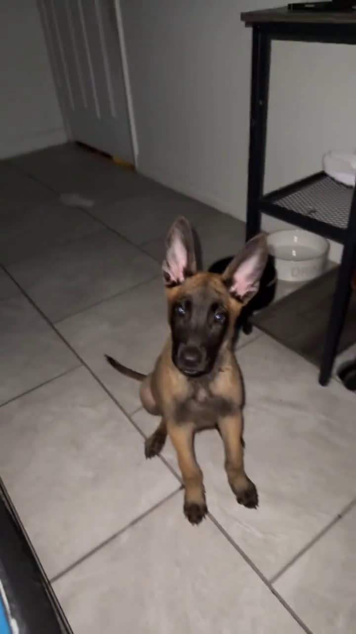 Belgian Malinois dogs for sale: Belgian Malinois 1 puppies - Video 1