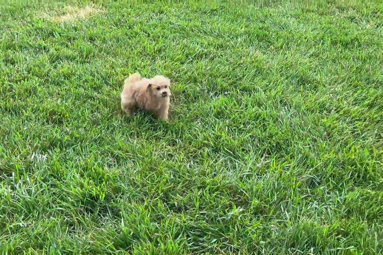 Maltipoo dogs for sale: Maltipoo 4 puppies - Video 2