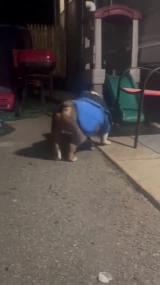 English Bulldog dogs for stud: English Bulldog 1 puppies - Video 1