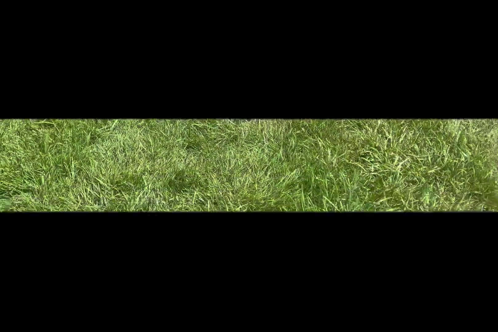 Cavalier King Charles Spaniel dogs for sale: Cavalier King Charles Spaniel 1 puppies - Video 1