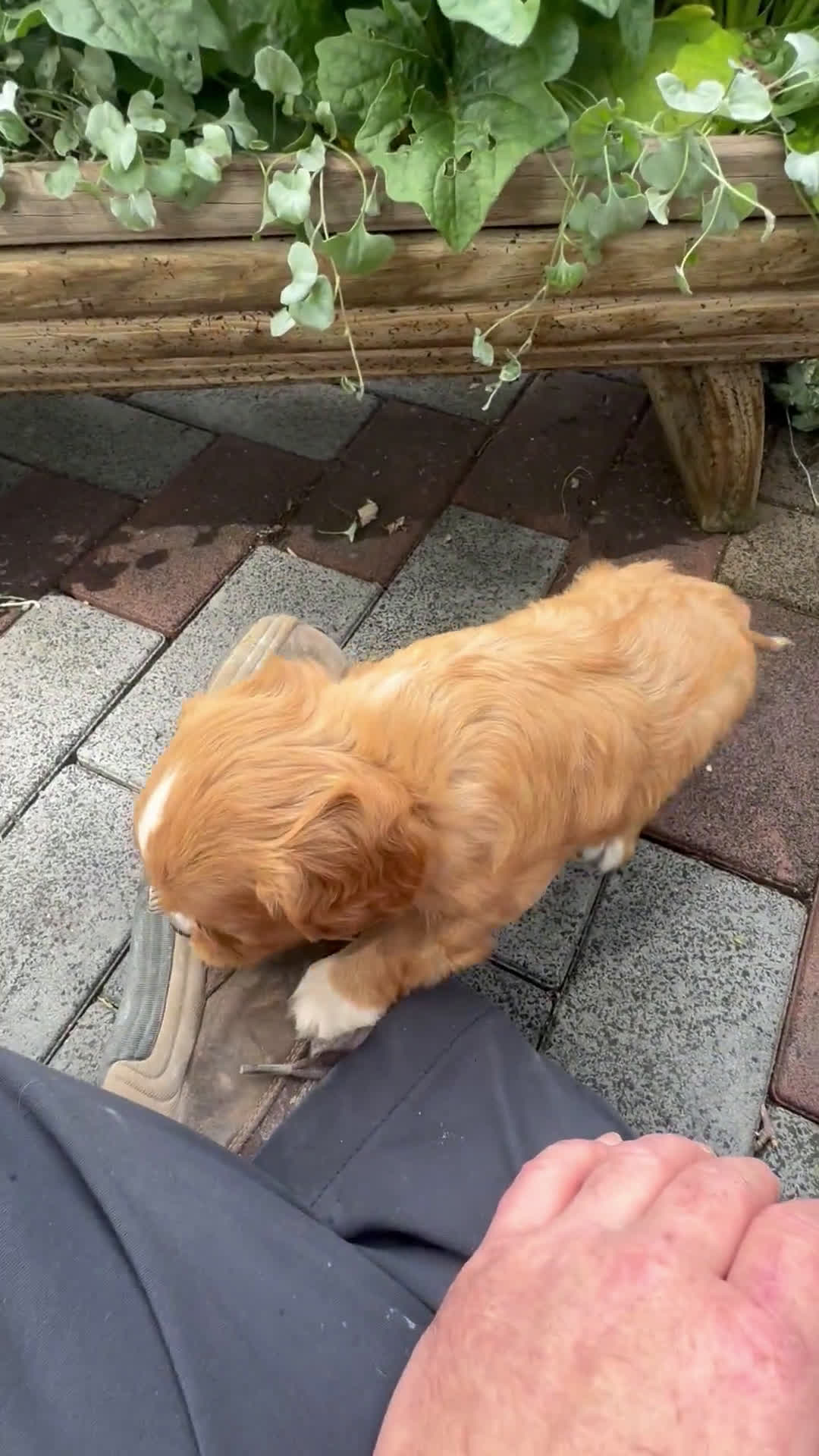 Cavalier King Charles Spaniel dogs for sale: Cavalier King Charles Spaniel 5 puppies - Video 3