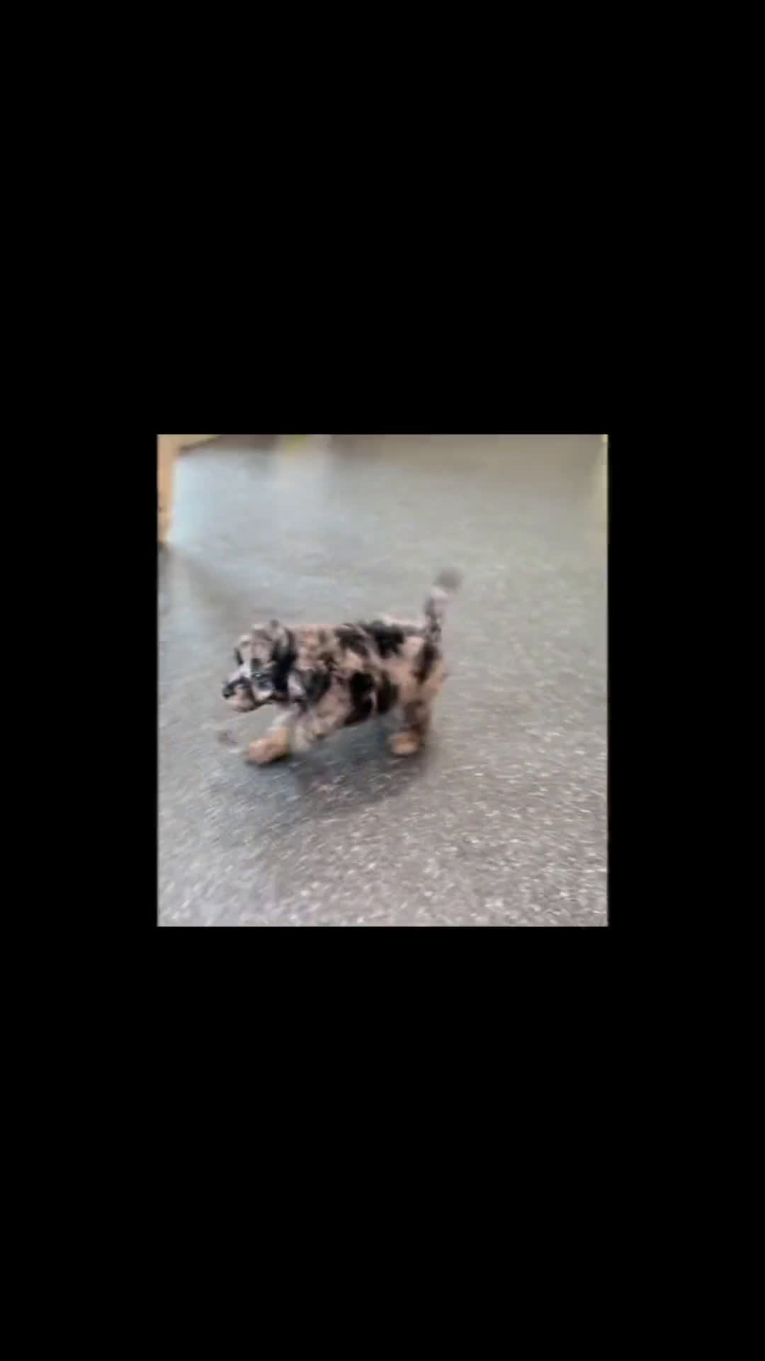 Maltipoo dogs for sale: Maltipoo 1 puppies - Video 1