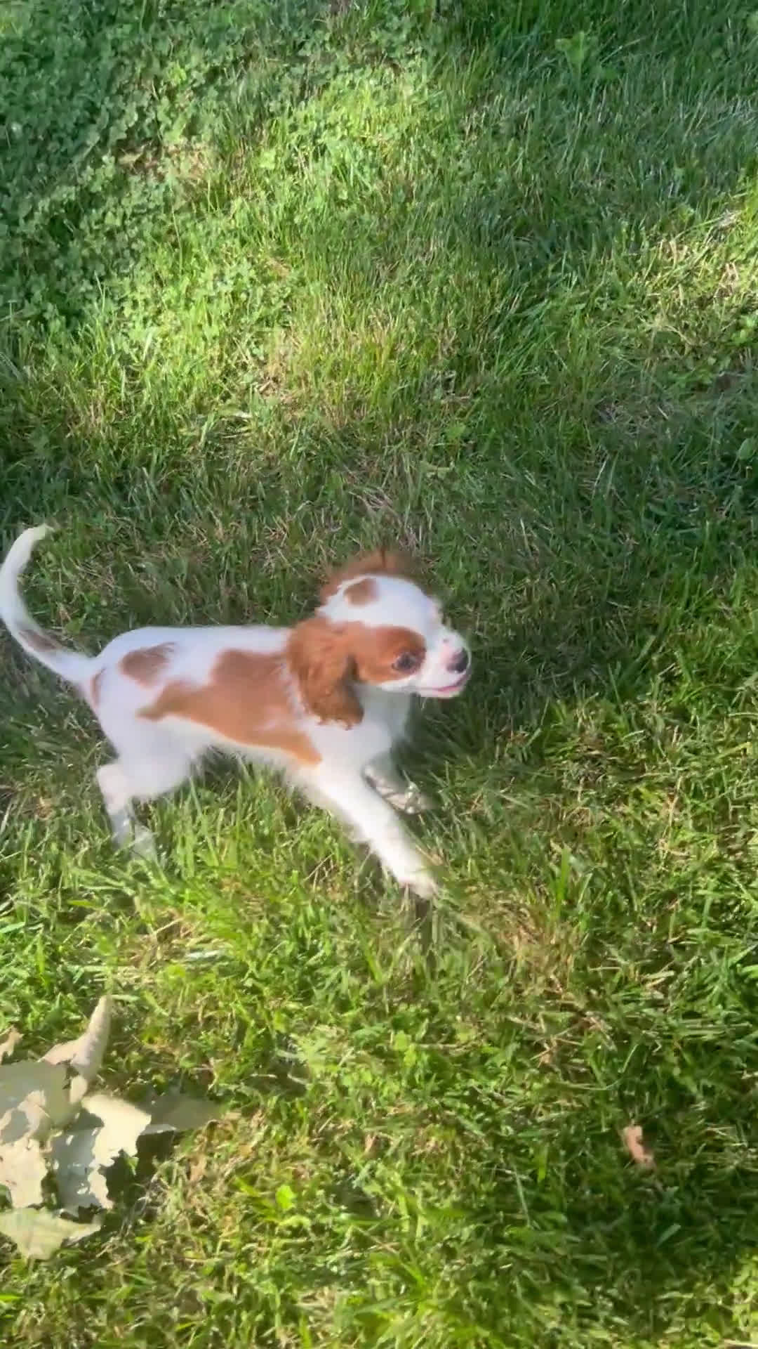 Cavalier King Charles Spaniel dogs for sale: Cavalier King Charles Spaniel 1 puppies - Video 2