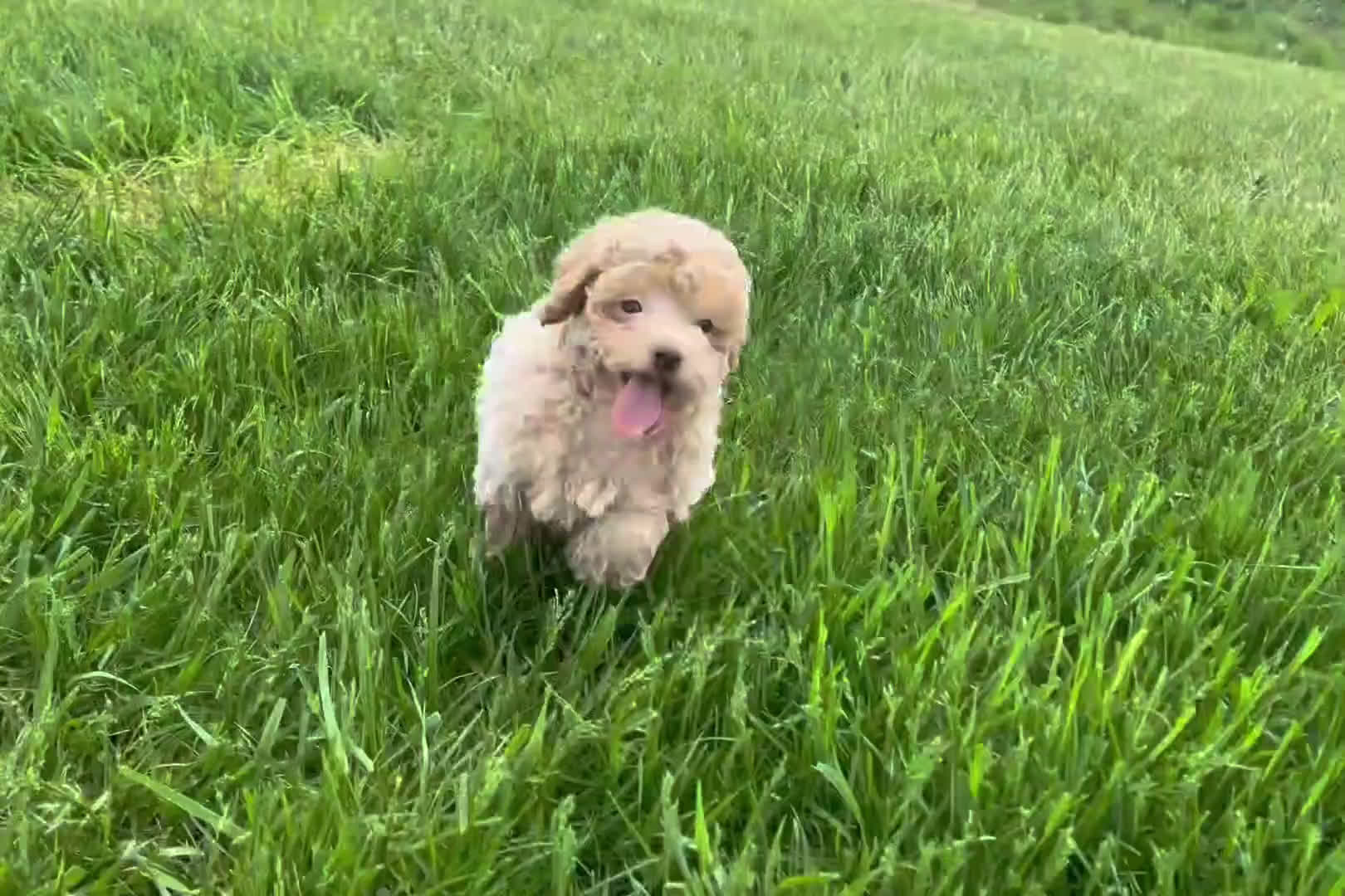 Maltipoo dogs for sale: Maltipoo 5 puppies - Video 1
