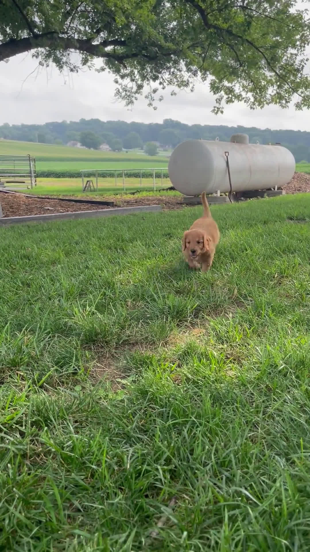 Goldendoodle dogs for sale: Goldendoodle 4 puppies - Video 1