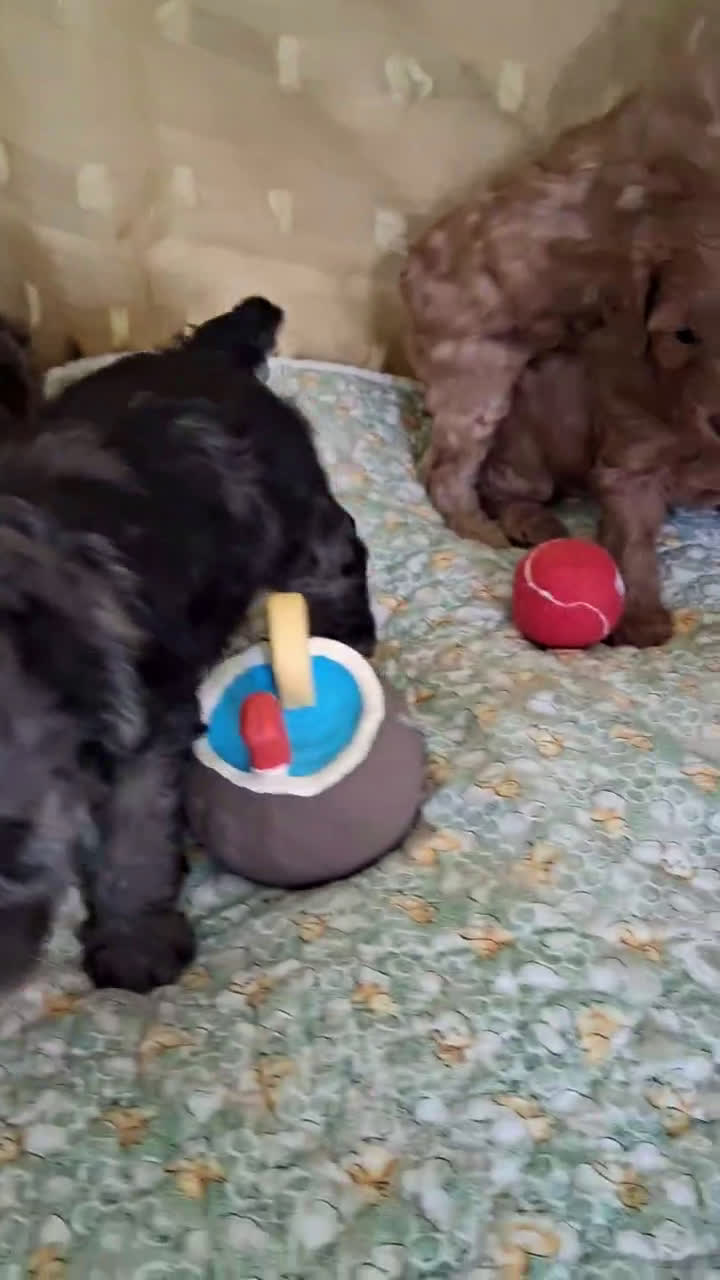 Mini Aussiedoodle dogs for sale: Mini Aussiedoodle 5 puppies - Video 1