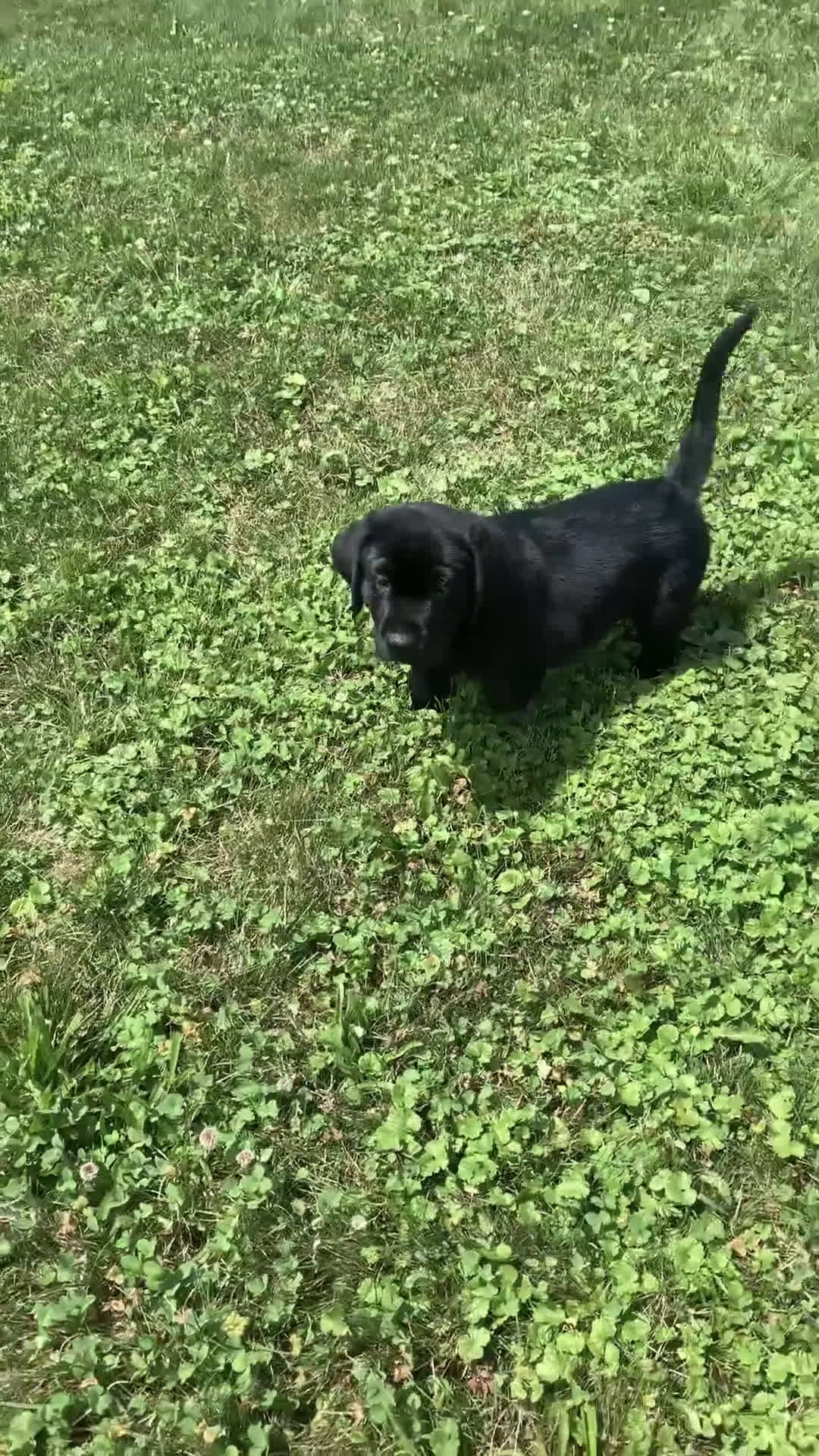 Labrador Retriever dogs for sale: Labrador Retriever 1 puppies - Video 1