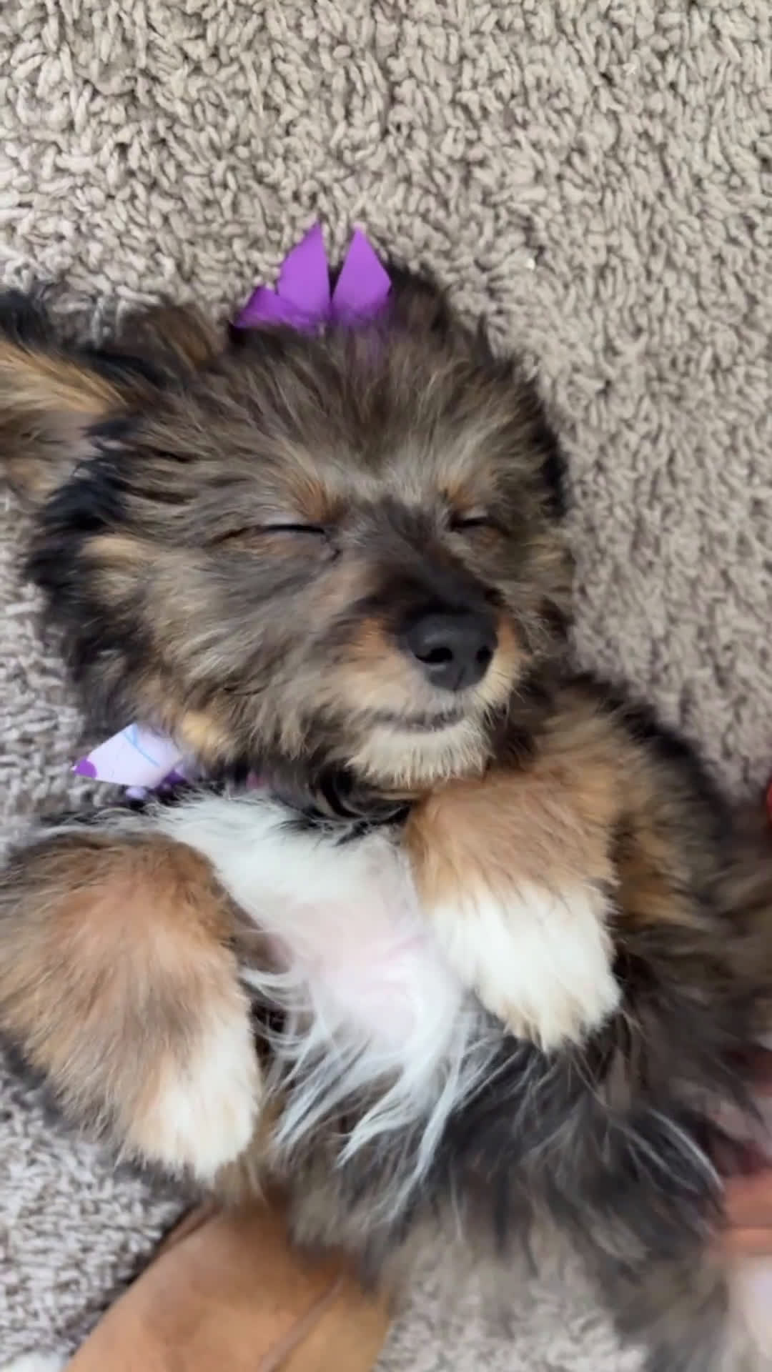 Chipoo dogs for sale: Chipoo 1 puppies - Video 1
