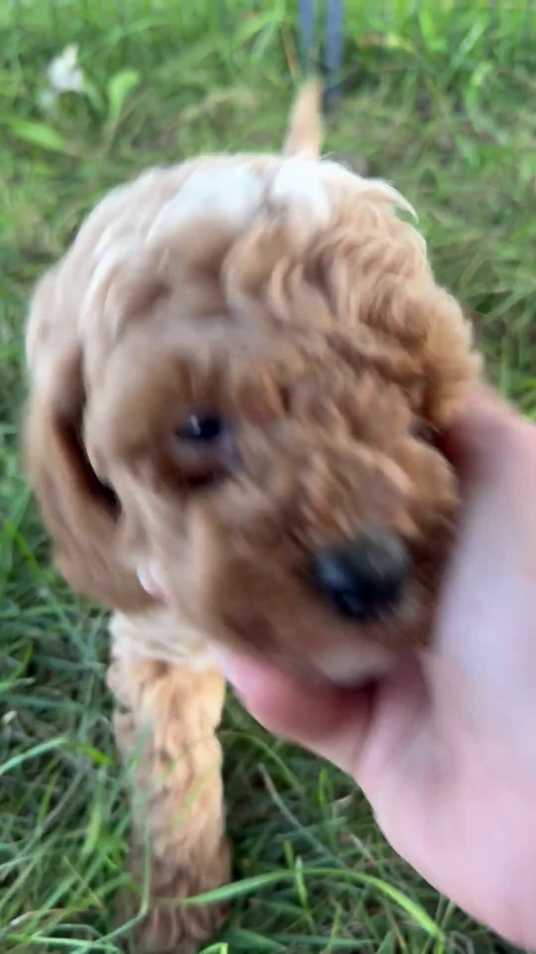 Cavapoo dogs for sale: Cavapoo 3 puppies - Video 1