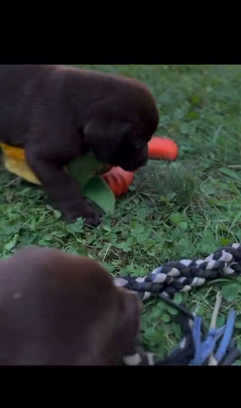 Labrador Retriever dogs for sale: Labrador Retriever 10 puppies - Video 2