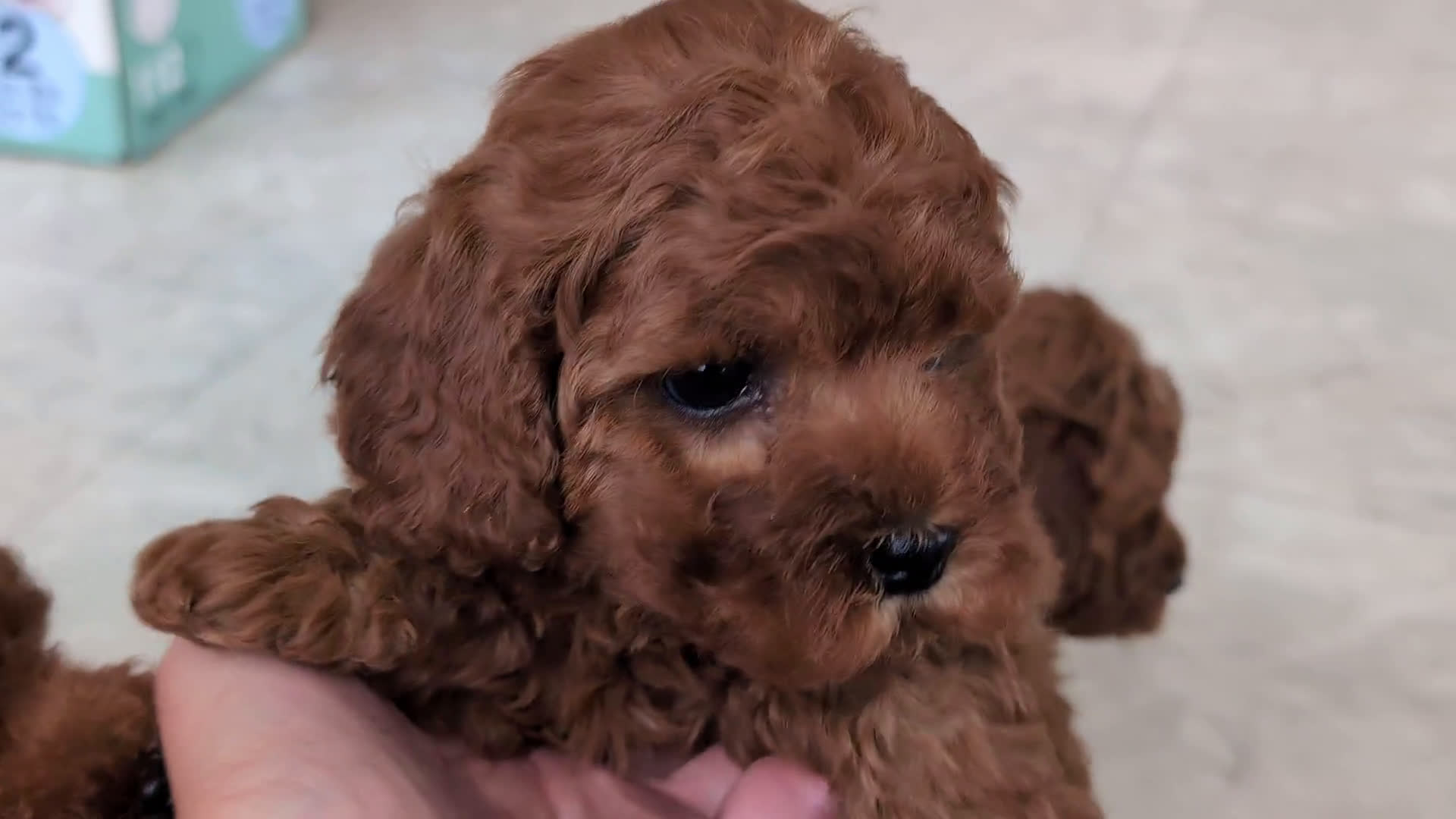 Miniature Poodle dogs for sale: Miniature Poodle 4 puppies - Video 1