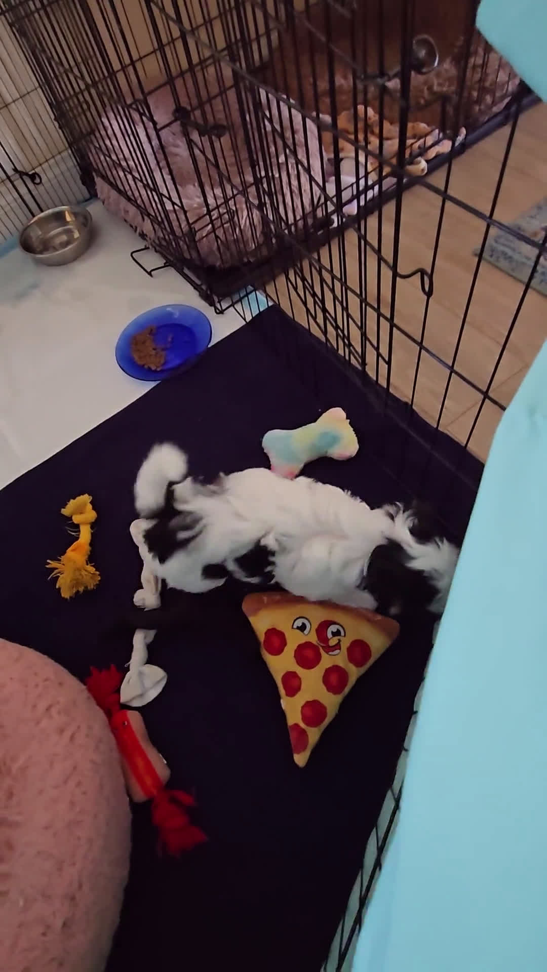 Morkie dogs for sale: Morkie 2 puppies - Video 1