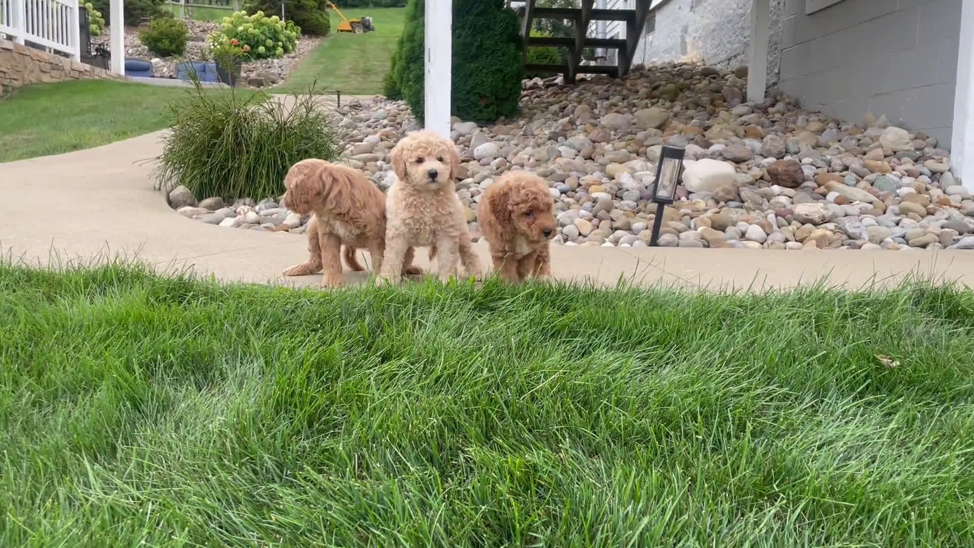  dogs for sale: Mini Goldendoodle 3 puppies - Video 1