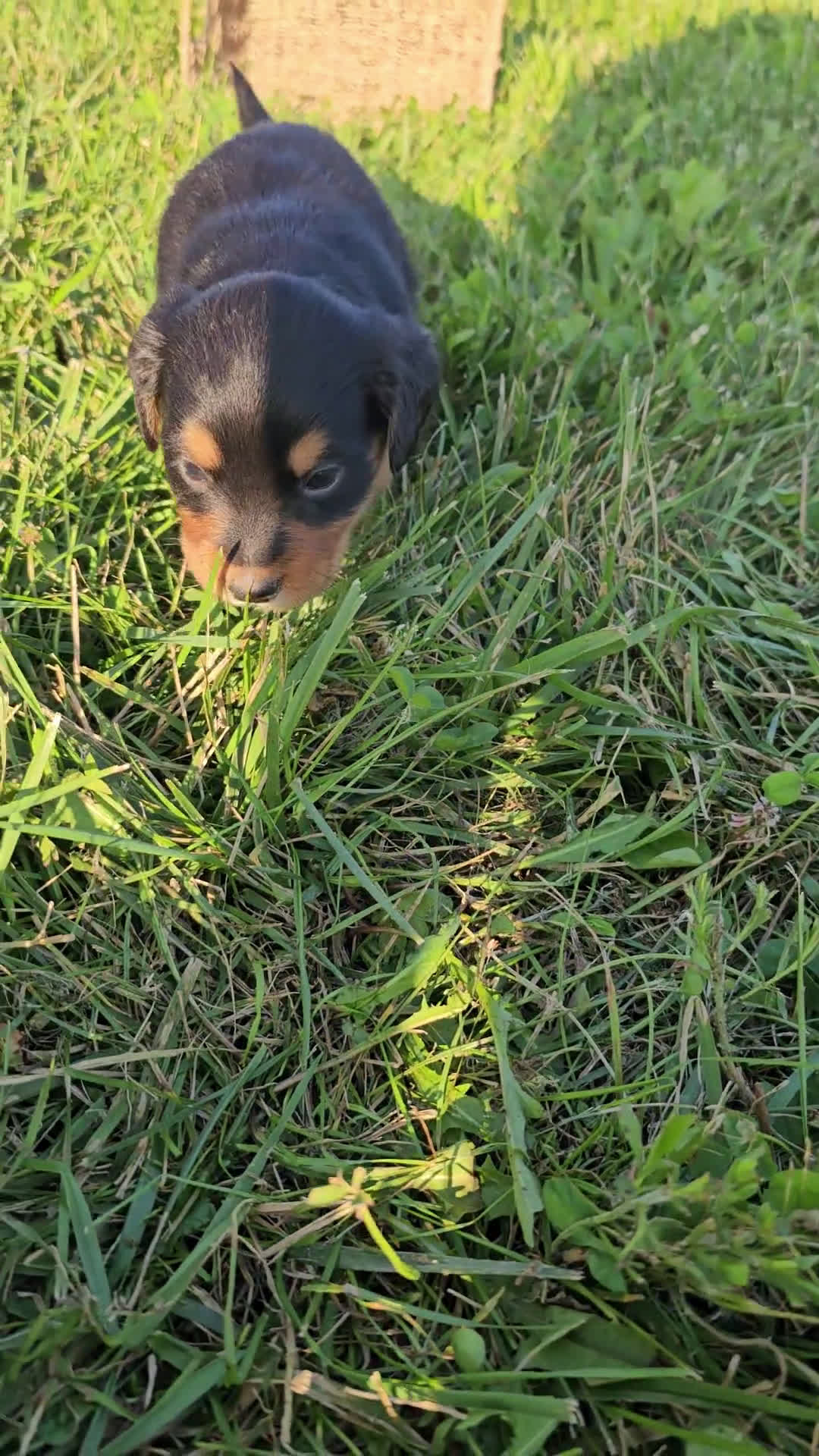 Bernese Mountain Dog dogs for sale: Bernese Mountain Dog 8 puppies - Video 6