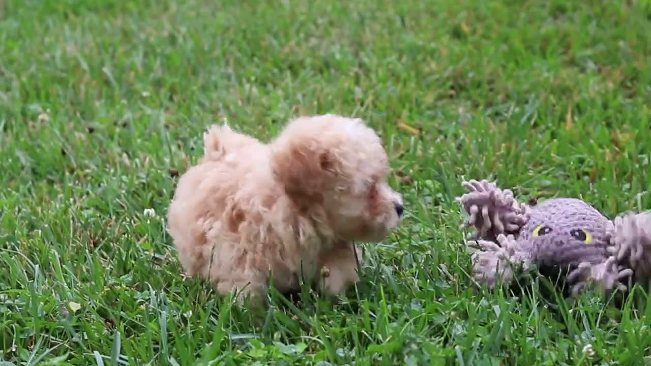 Miniature Poodle dogs for sale: Miniature Poodle 2 puppies - Video 1