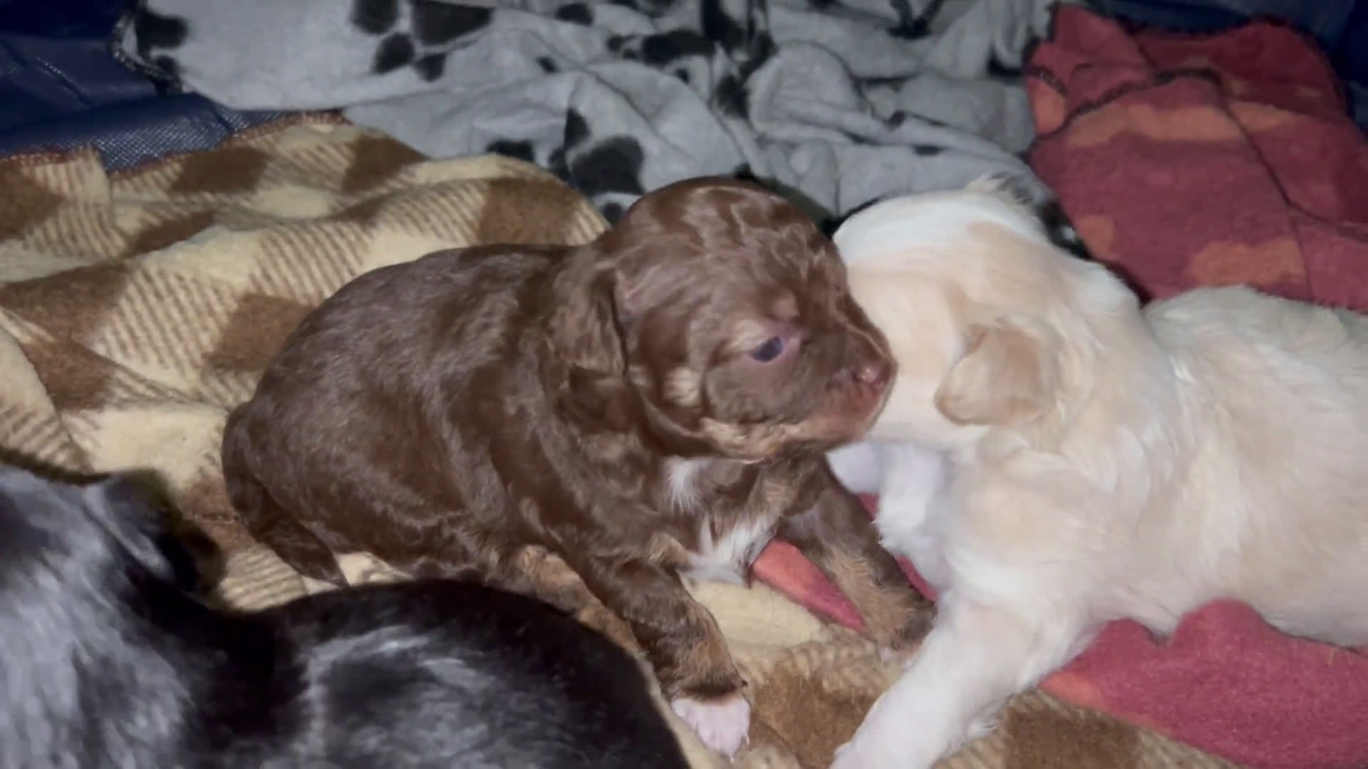 Chihuahua dogs for sale: Chihuahua 3 puppies - Video 1