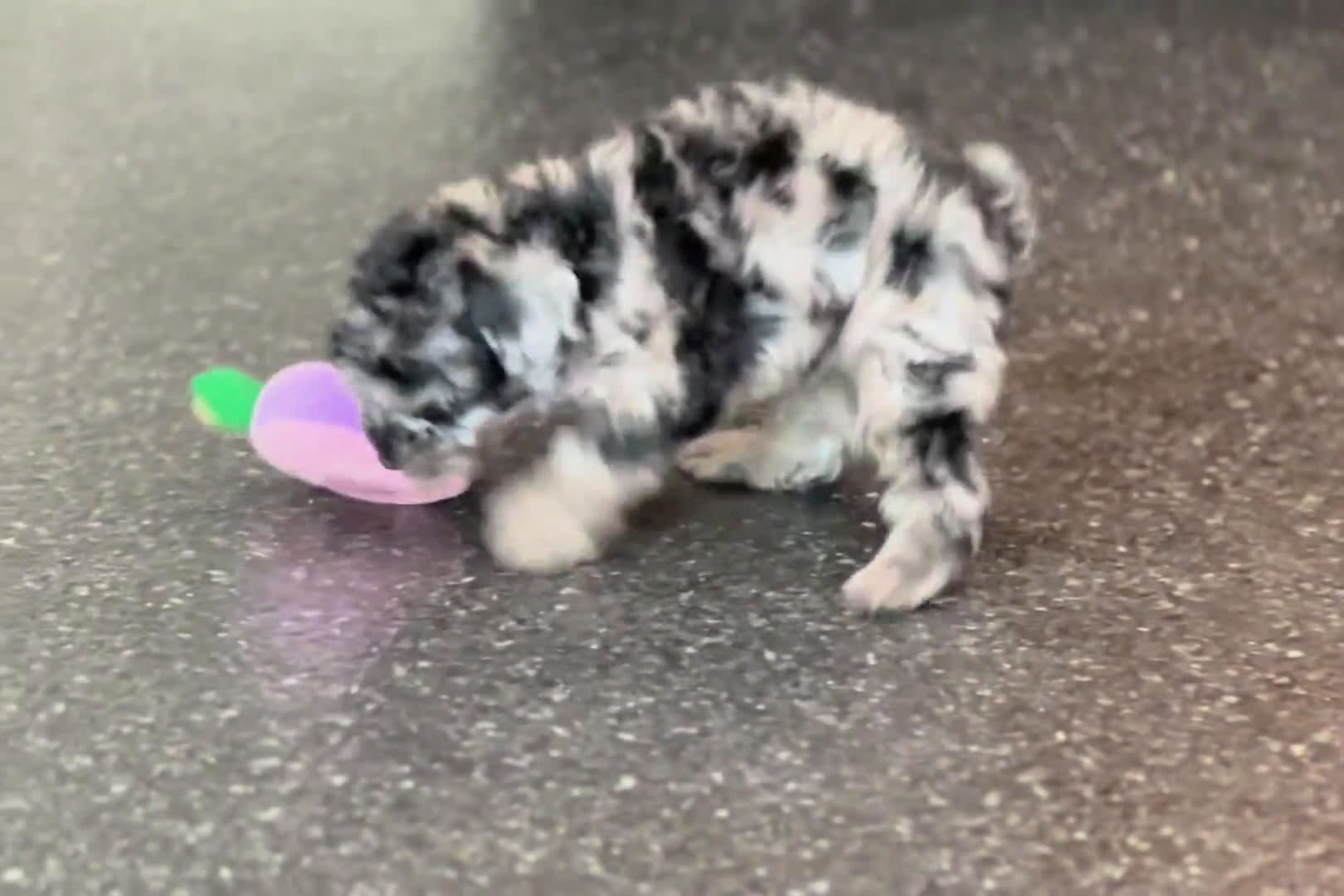 Maltipoo dogs for sale: Maltipoo 1 puppies - Video 1
