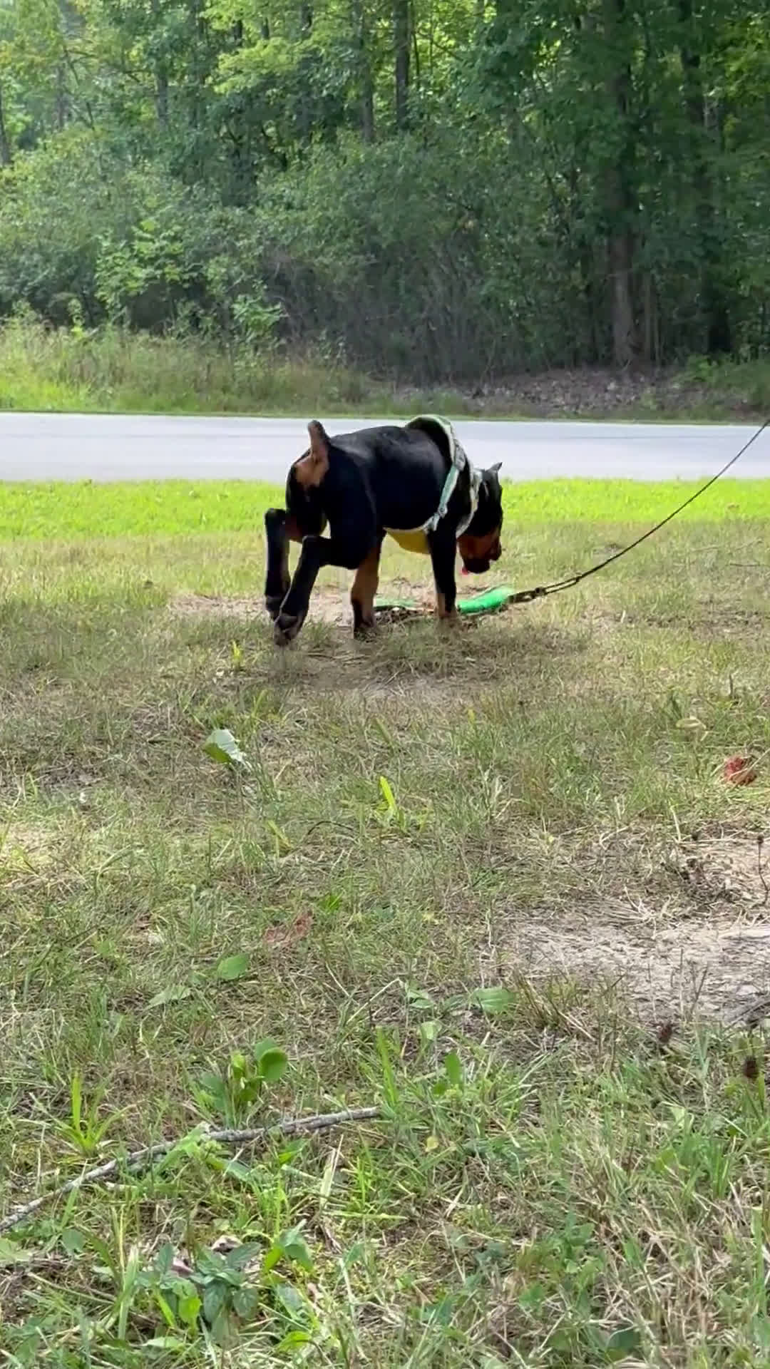 Doberman Pinscher dogs for sale: Doberman Pinscher 1 puppies - Video 2