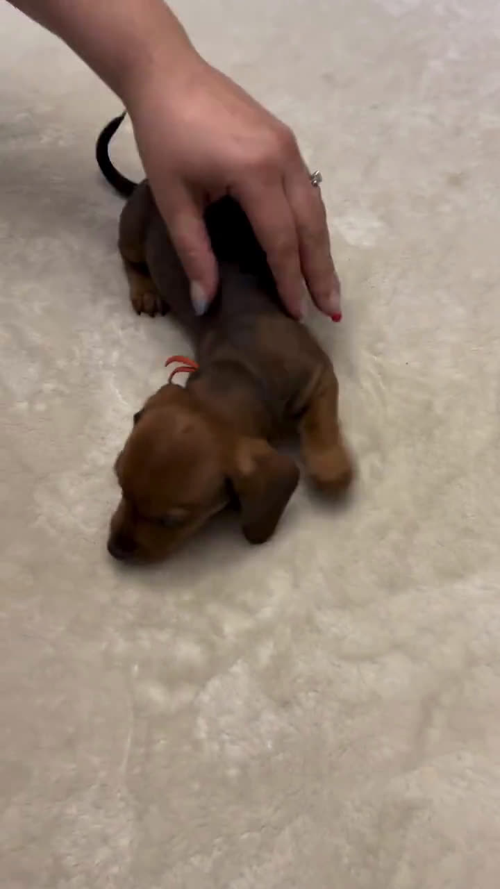 Miniature Dachshund dogs for sale: Miniature Dachshund 3 puppies - Video 1