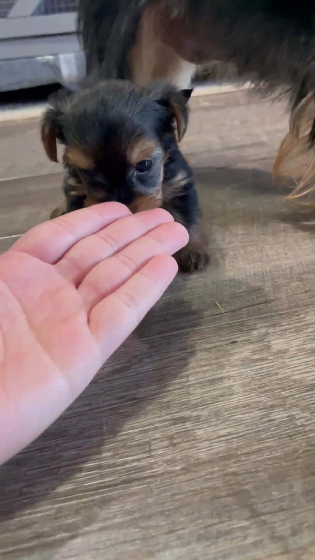 Yorkshire Terrier dogs for sale: Yorkshire Terrier 3 puppies - Video 2