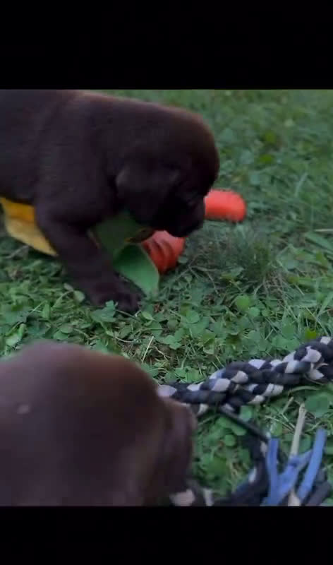Labrador Retriever dogs for sale: Labrador Retriever 10 puppies - Video 1
