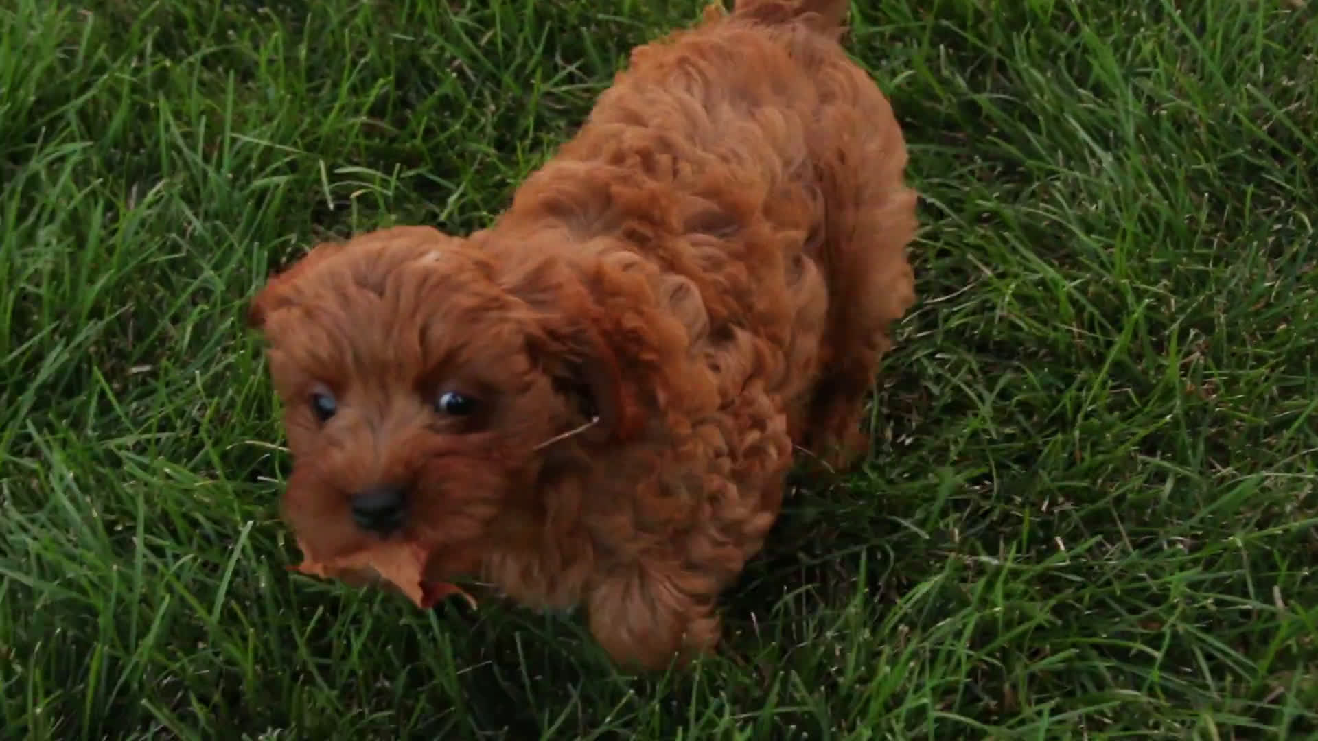 Cavalier King Charles Spaniel dogs for sale: Cavalier King Charles Spaniel 4 puppies - Video 1