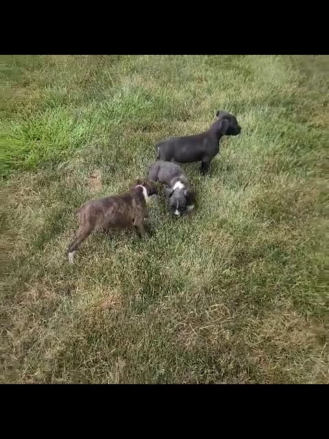 Boxer dogs for sale: Boxer 8 puppies - Video 2