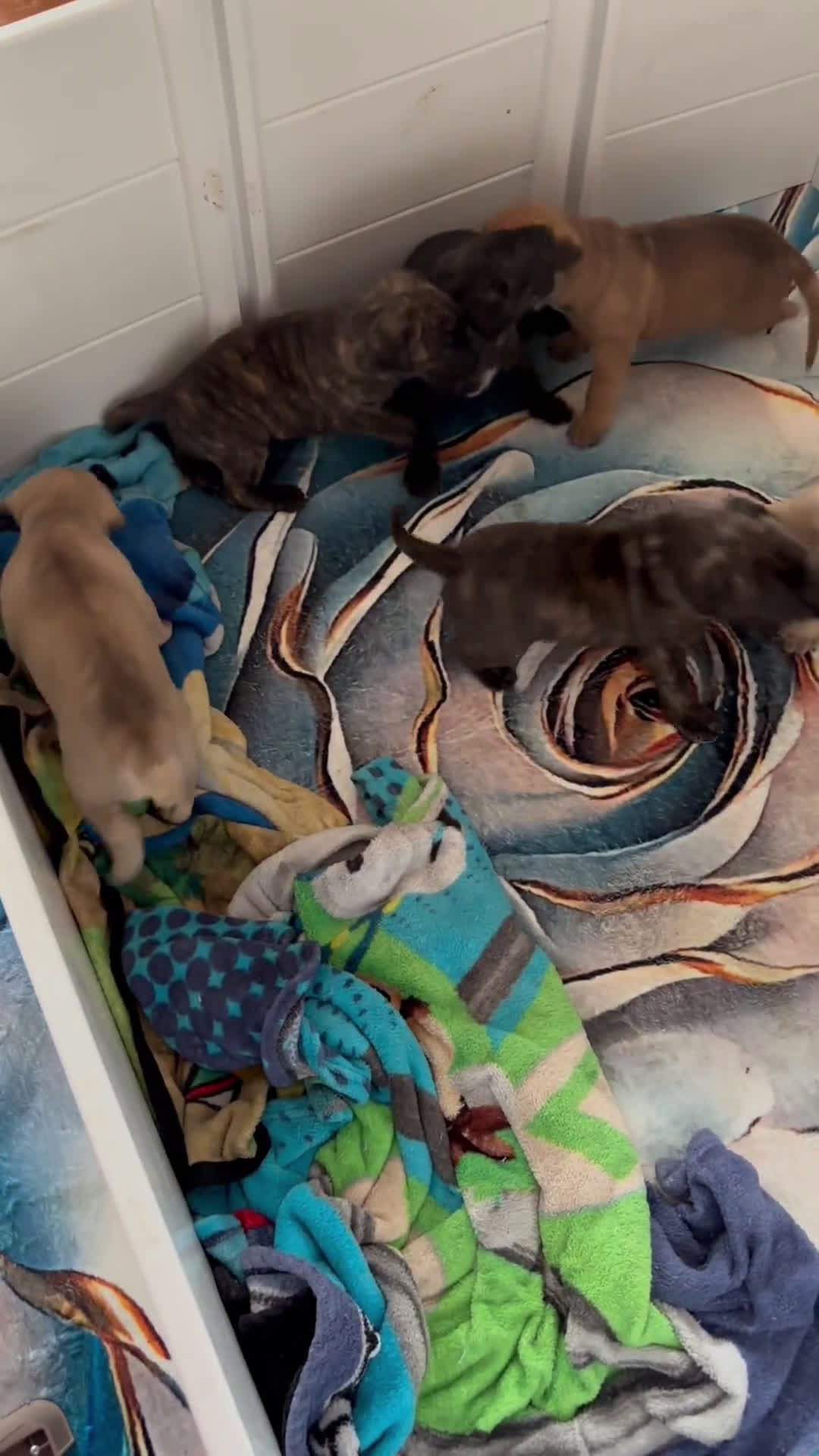 Cane Corso dogs for sale: Cane Corso 6 puppies - Video 1
