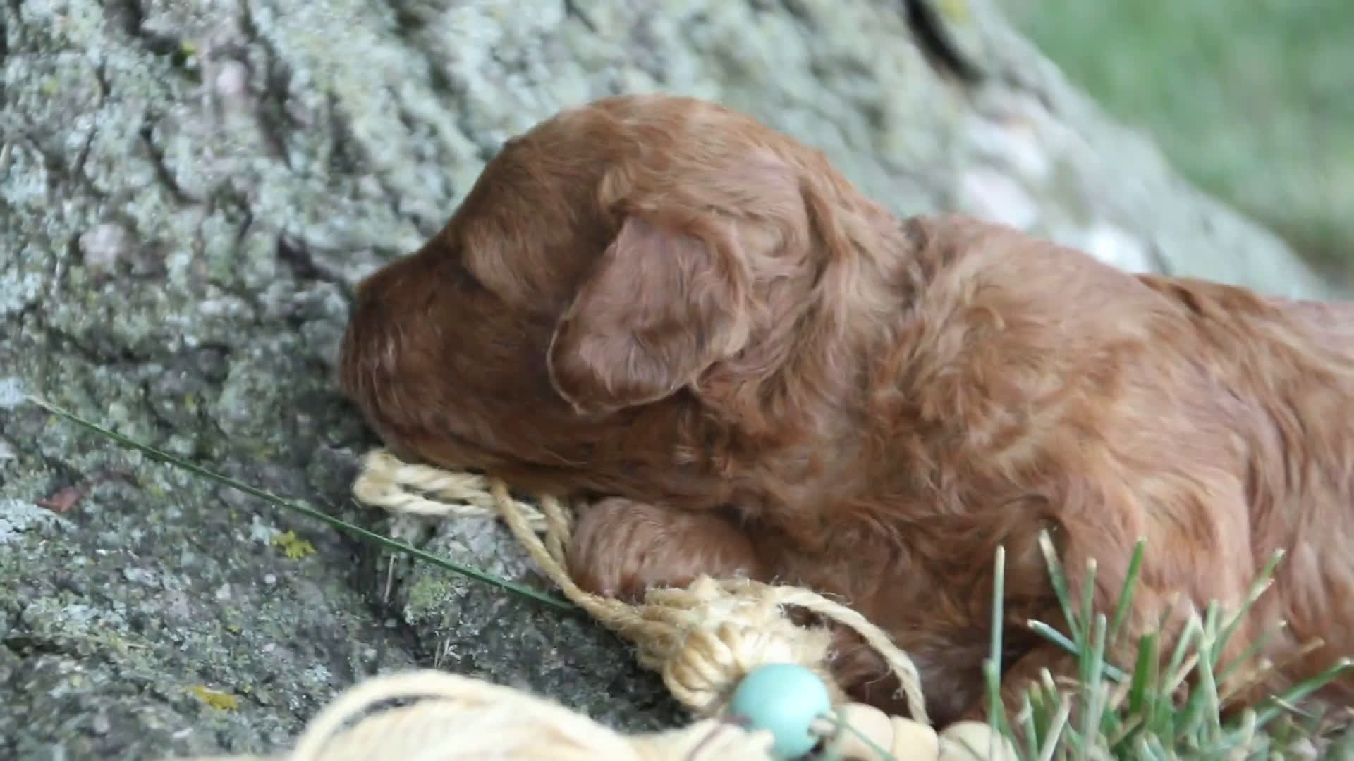 Miniature Poodle dogs for sale: Miniature Poodle 4 puppies - Video 1