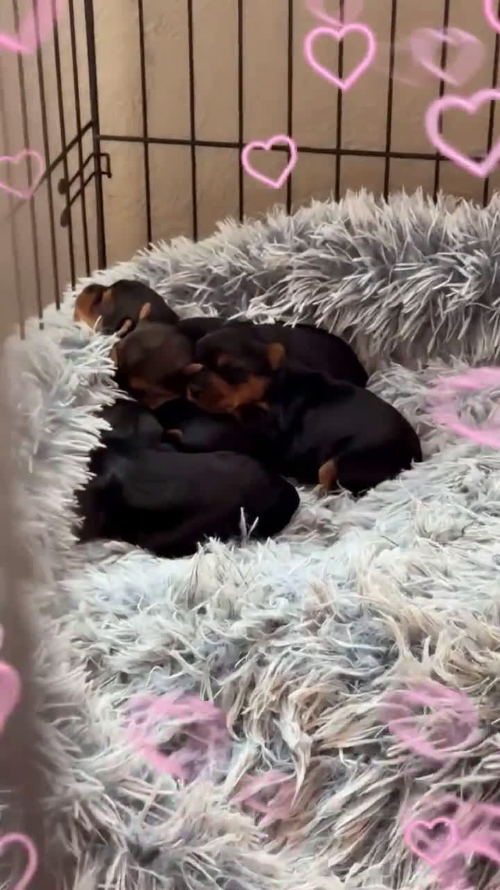 Yorkshire Terrier dogs for sale: Yorkshire Terrier 1 puppies - Video 1
