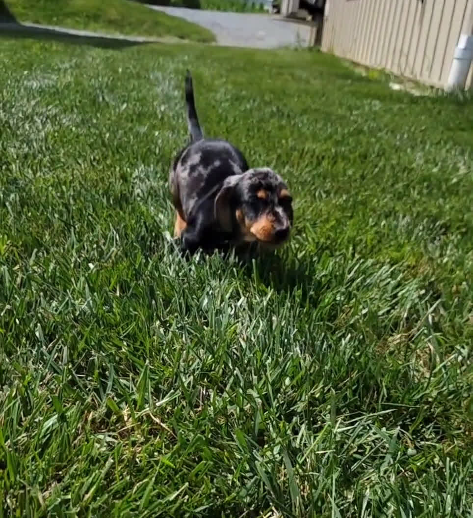 Dachshund dogs for sale: Dachshund 2 puppies - Video 3