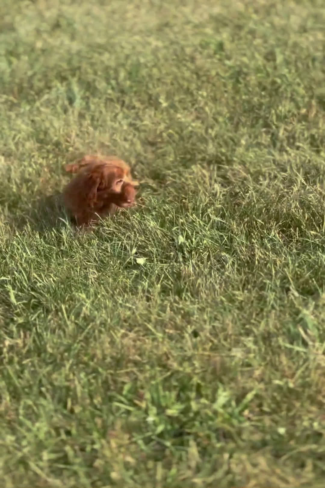 Maltipoo dogs for sale: Maltipoo 4 puppies - Video 1