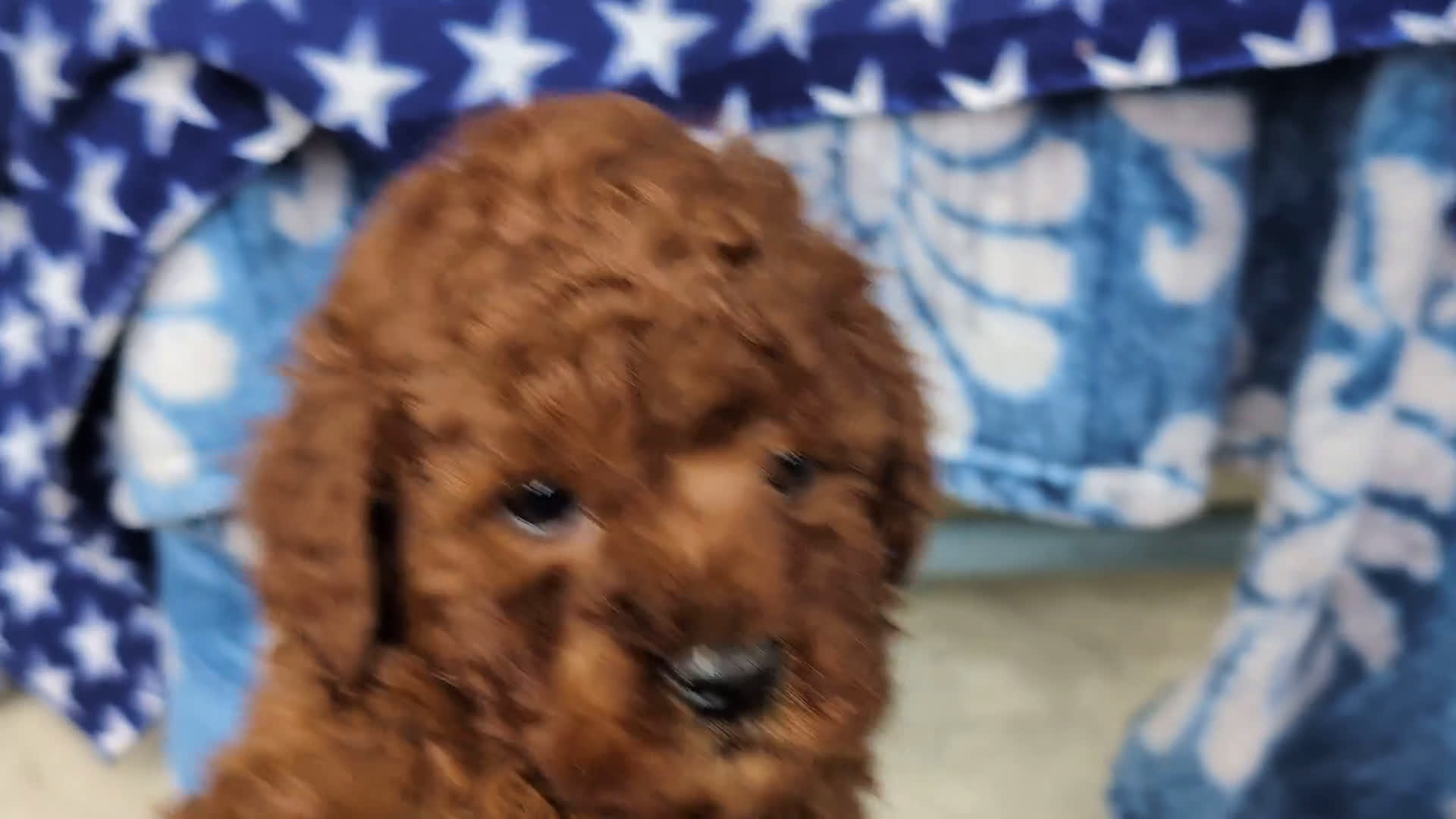 Miniature Poodle dogs for sale: Miniature Poodle 4 puppies - Video 3
