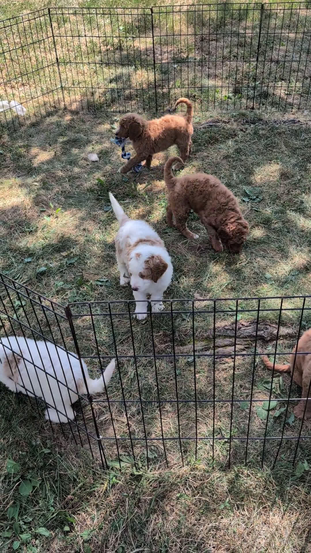 Goldendoodle dogs for sale: Goldendoodle 3 puppies - Video 2
