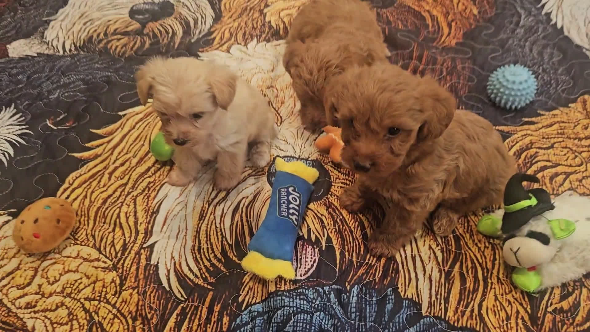 Yorkiepoo dogs for sale: Yorkiepoo 3 puppies - Video 2