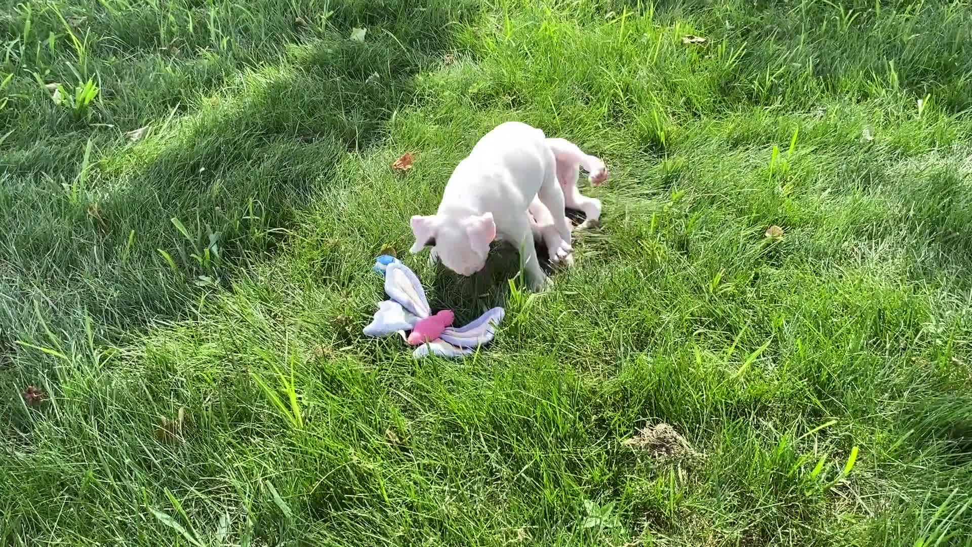 Boxer dogs for sale: Boxer 7 puppies - Video 3