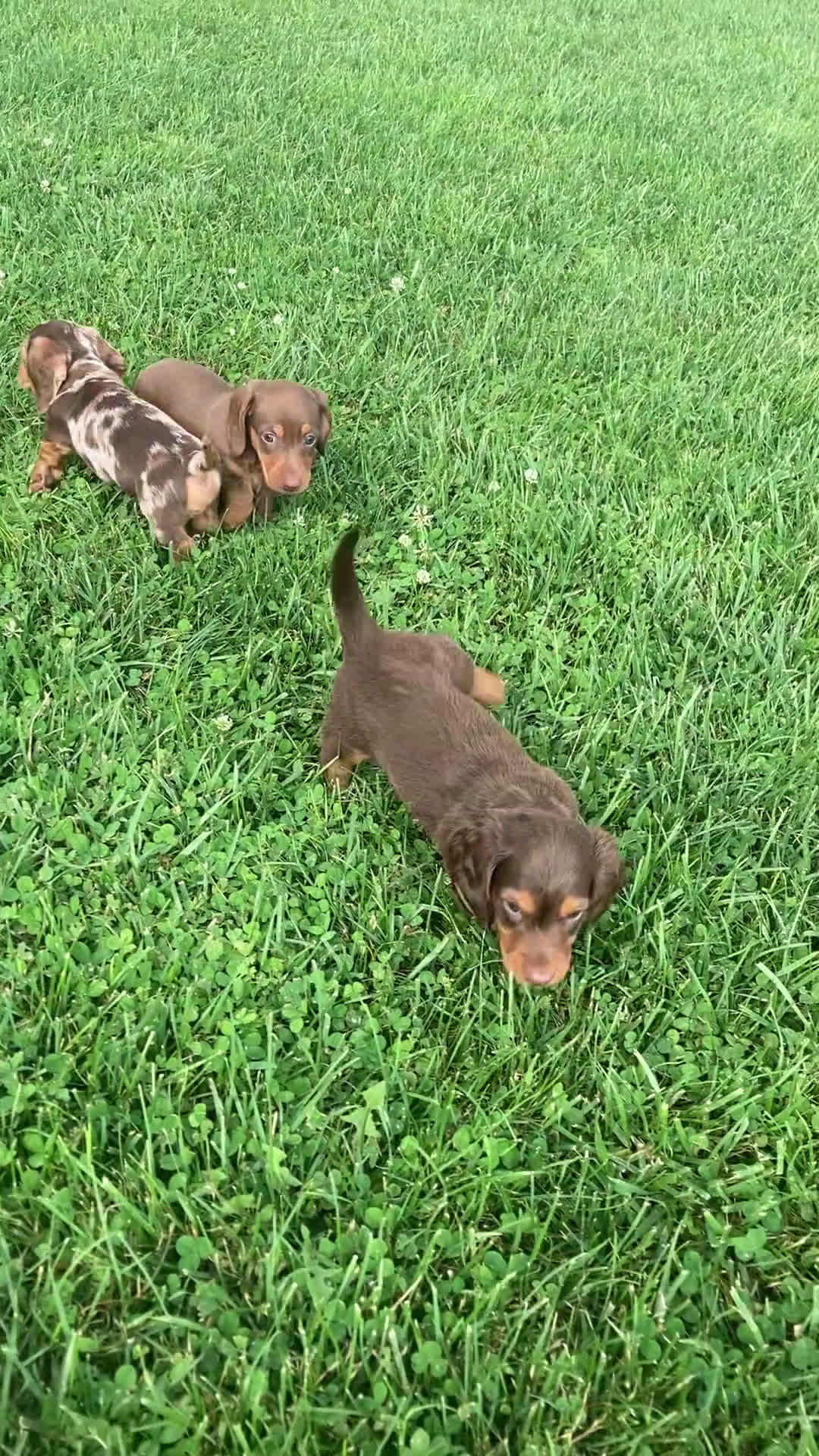 Dachshund dogs for sale: Dachshund 3 puppies - Video 1