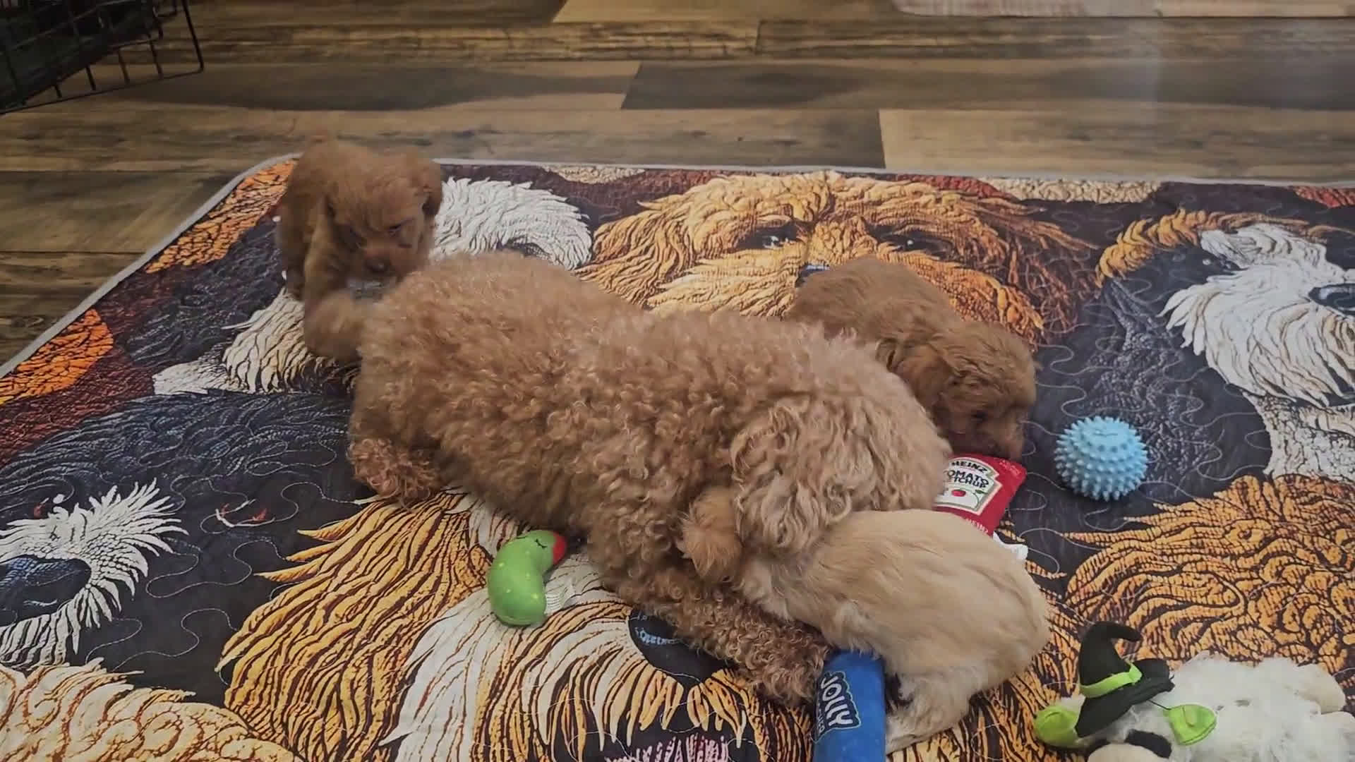 Yorkiepoo dogs for sale: Yorkiepoo 3 puppies - Video 6